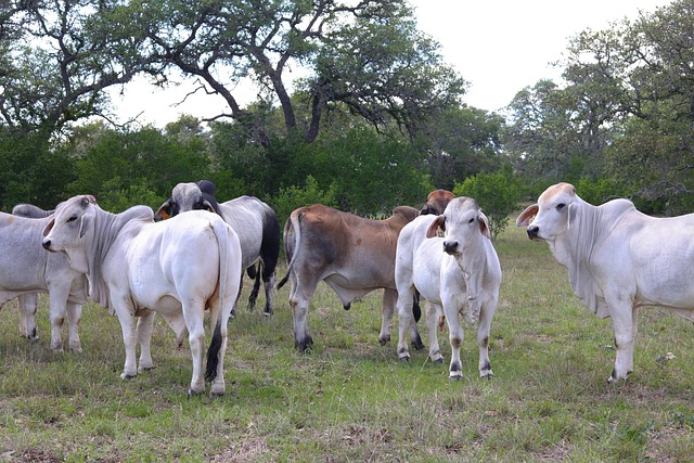 Working in Texas: Opportunities, Challenges, and Tips for Success